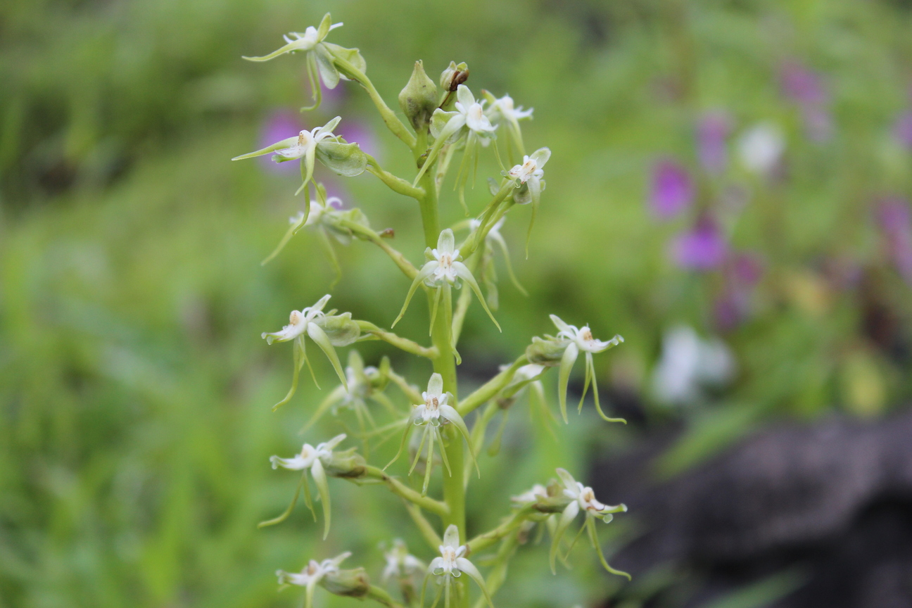 Plant Image